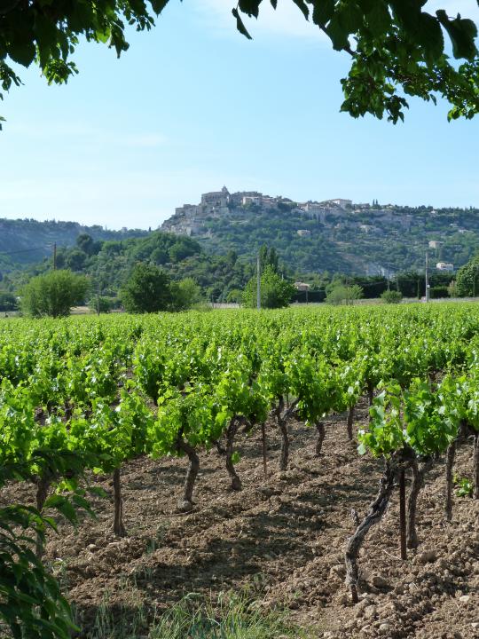 Photo du vignoble du Domaine de la Chapelle Saint Heyries, près de Gordes (84)